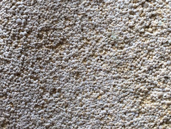 Close up of Cambridge's most common building stone. The Ketton limestone is made up of 1 mm perfectly spherical grains that look chalky.