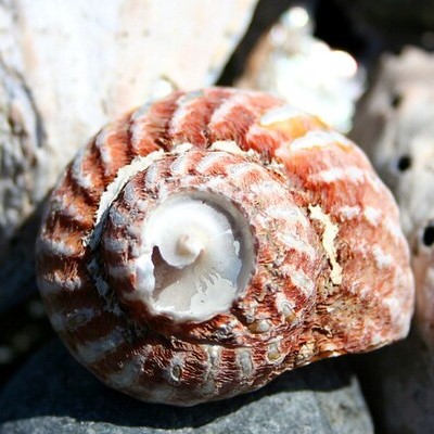 Photo of shell