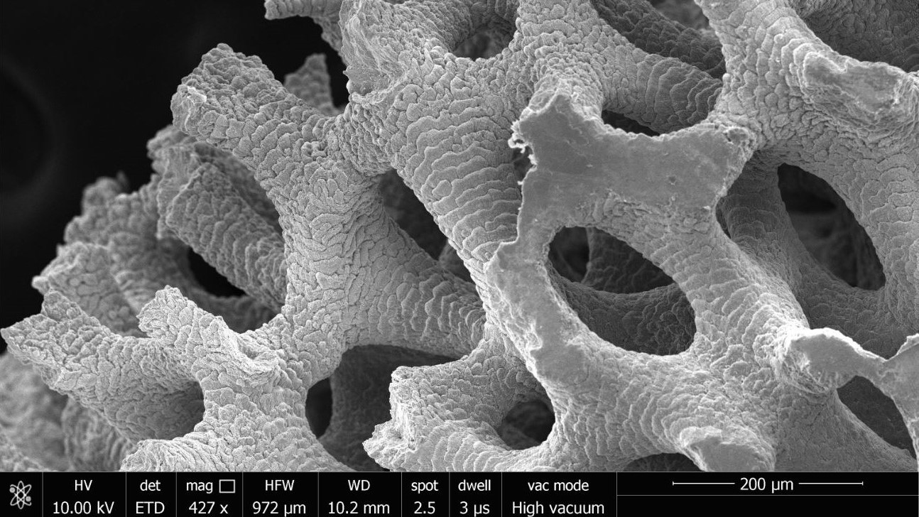 Scanning electron microscope image of coral, showing lacy texture
