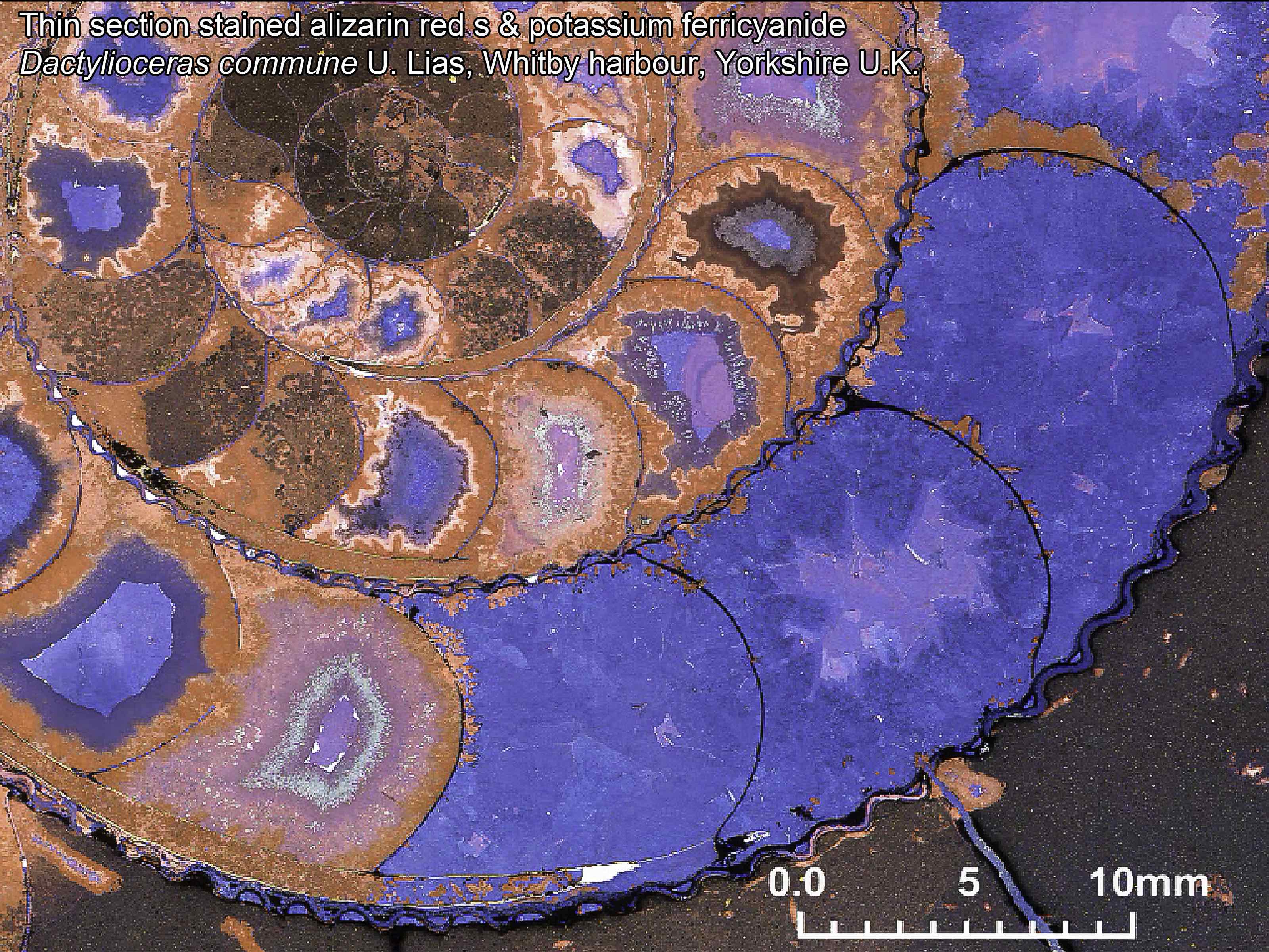 Stained thin section showing variation in the fill of an ammonite’s camerae; brown - lime mud ,red - non-ferroan calcite, and mauve, purple and blue ferroan calcite with varying amounts of ferrous iron present.