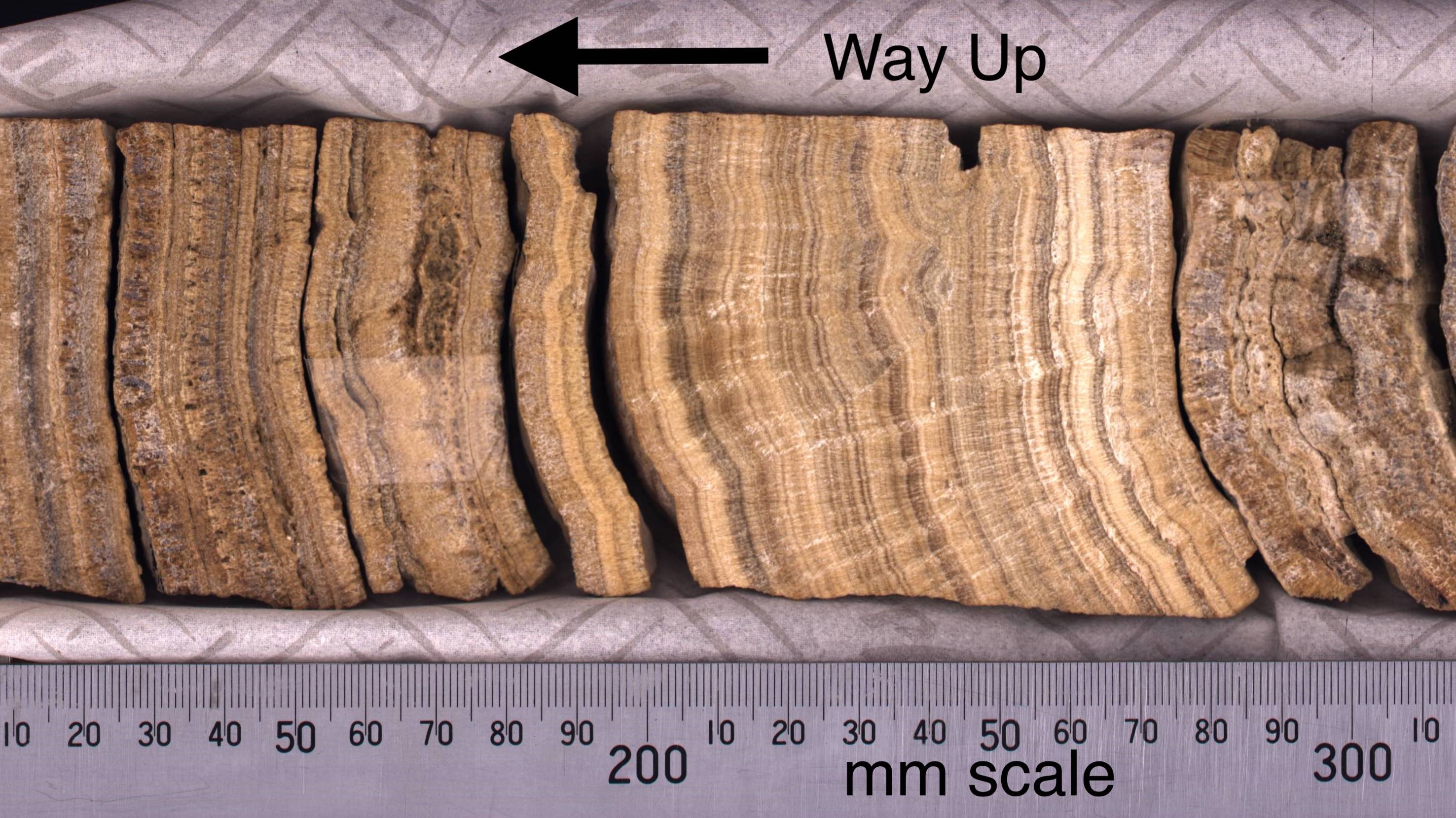 Close up photo of a cylindrical core of tufa. It has been sliced along its length so you can see fine laminations.