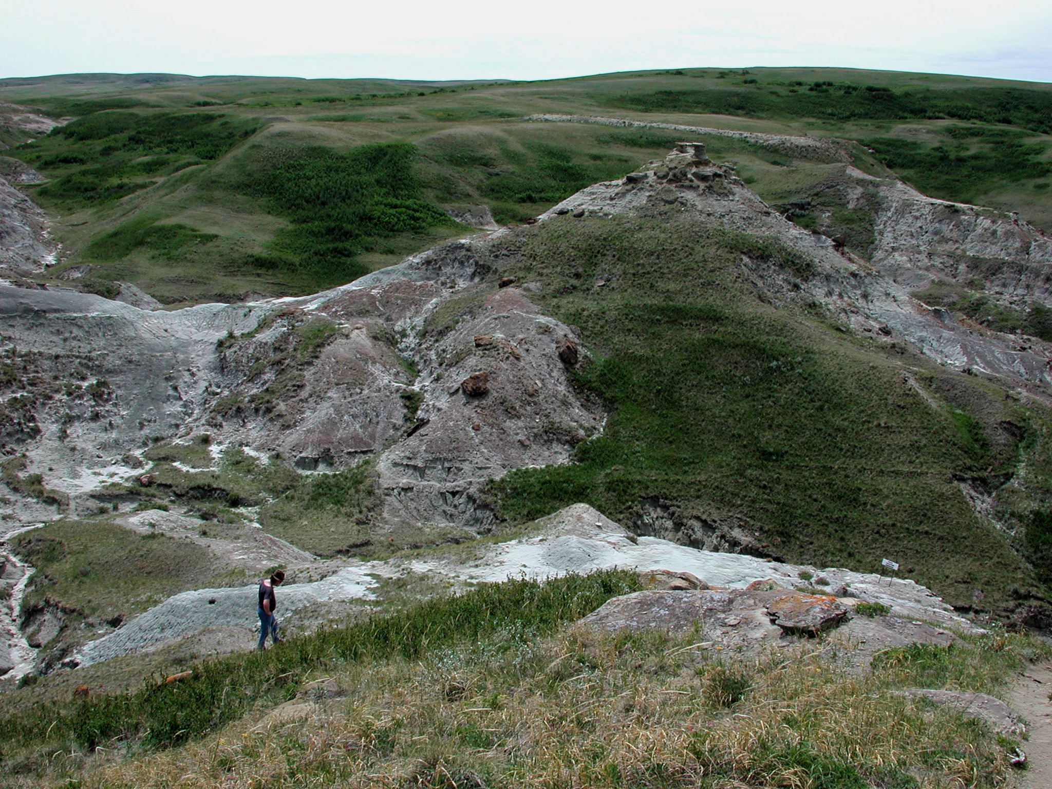 Photograph of the ‘Devil’s Coulee’ field area in southern Alberta, Canada, which is home to an abundance of fossilised dinosaur eggshells. Image used with kind permission of Dr Darla K. Zelenitsky, University of Calgary.