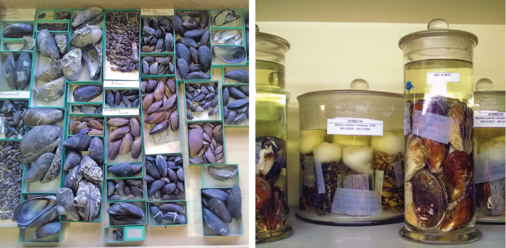 Museum samples of mussels from Belgium, stored in trays and jars.