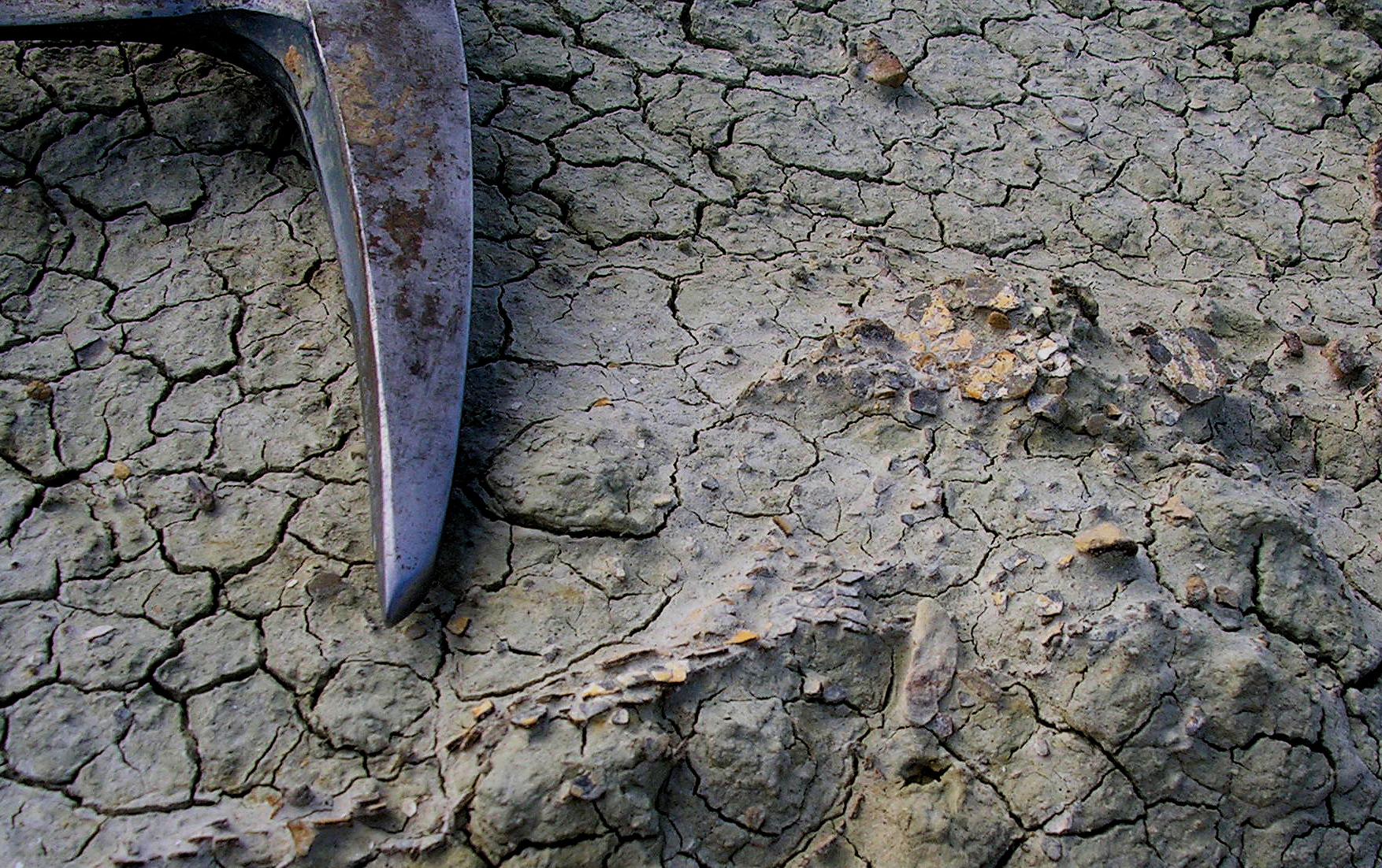 Photograph of dinosaur eggshell fragments from the field locality in southern Alberta, Cananda; image used with kind permission of Dr Darla K. Zelenitsky, University of Calgary. 