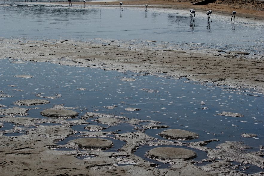 Photograph of circular mud structures produced by flamingos trampling in cirlces when feeding