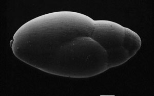 globobulimina affinis