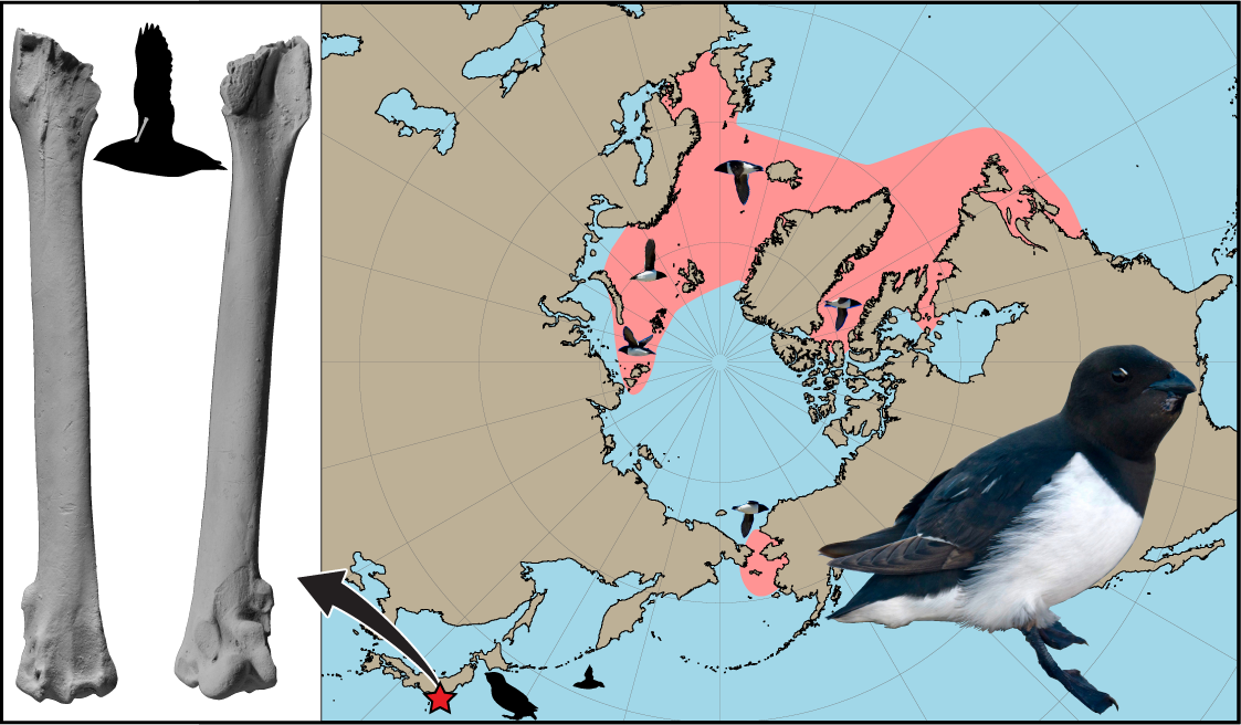 Image showing the distribution of little auks in the Northern Hemisphere