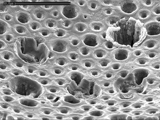 SEM_shell_surface