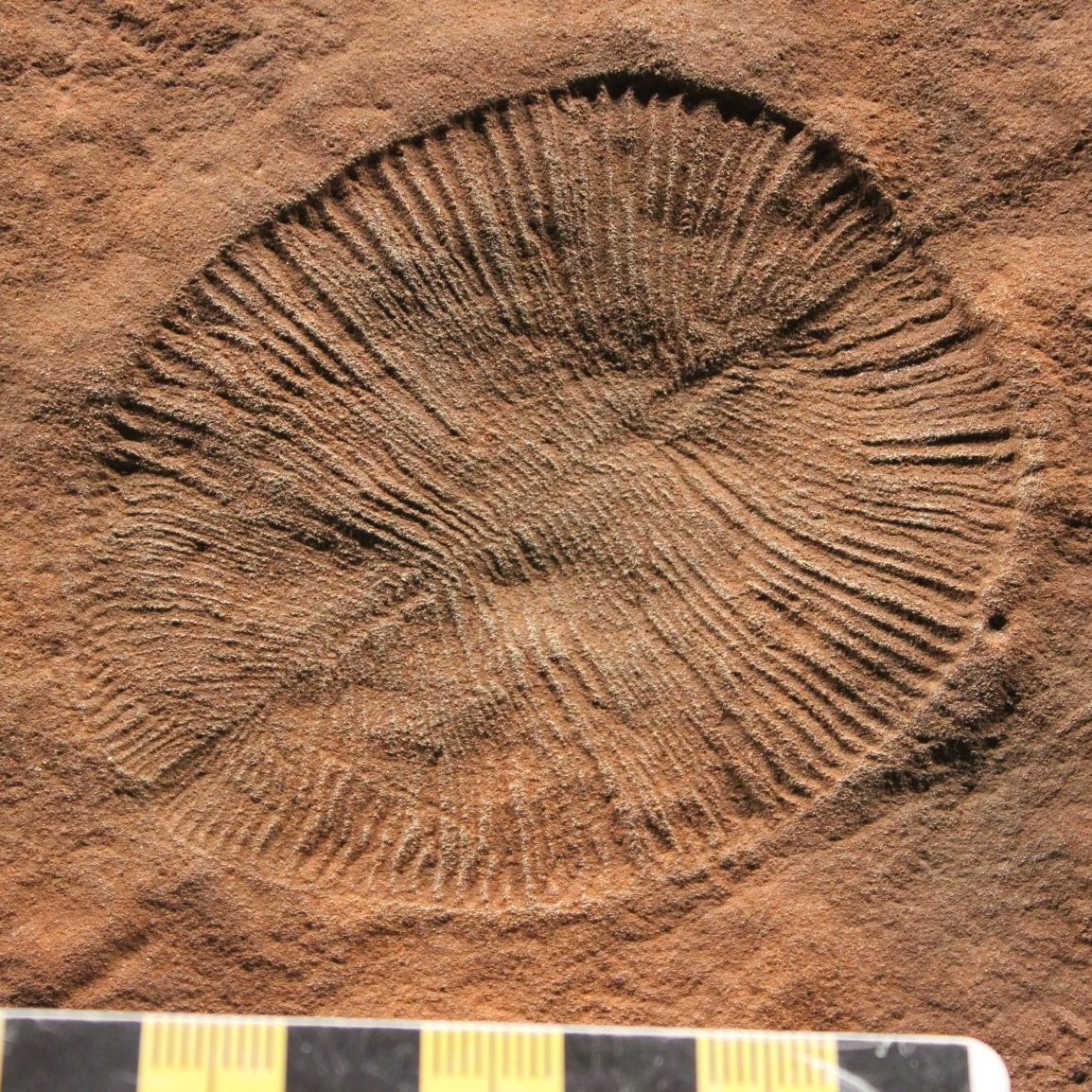 Dickinsonia fossil from the South Australia Museum, credit Alex Liu / SAM Image of a dinnerplate like Dickinsonia fossil from the South Australia Museum