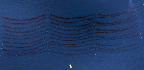 Photo of ocean from above showing lines of kelp
