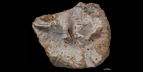 Close up of fossil showing bird brain case
