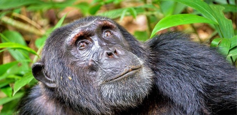 Image of a chimpanzee sat down and looking at the sky 