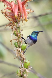 Perched for take-off