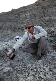 UKRI fellowship enables further research on the origins and evolution of birds