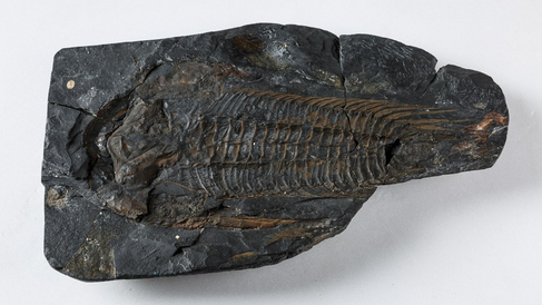Photo of a black rock containing a 30 cm long trilobite