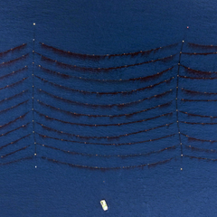 Photo of ocean from above showing lines of kelp