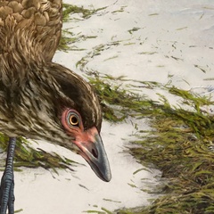Artist's impression of the Wonderchicken
