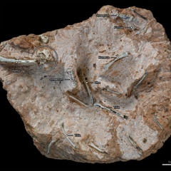 Close up of fossil showing bird brain case