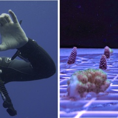 Two photos. On the left a person in scuba gear underwater. On the right are small pieces of coral under UV light