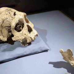 Photo showing a skull and jaw bone laid out on a table