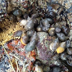 Photos of dog whelks on rocky shore