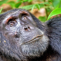 Image of a chimpanzee sat down and looking at the sky 