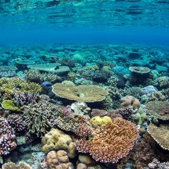 Underwater image of a coral reef