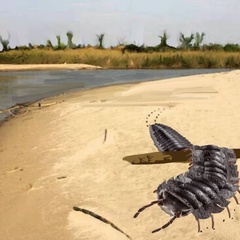 Artists impression of the millipede on a beach