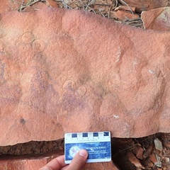 Fossil impressions in rocks from Flinders Ranges