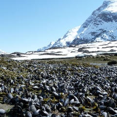 Photo of mussels along shoreline with snow covered mountains in background