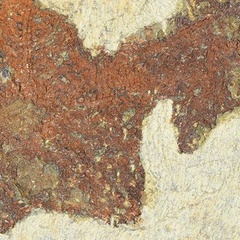 Image of two Cantabrigiaster fezouataensis fossils 