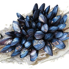 Mussels could 'tough out' climate change