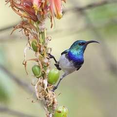 Perched for take-off