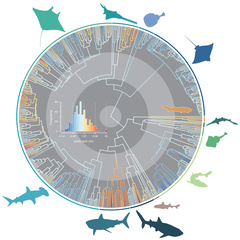 Research shows what it takes to be a giant shark
