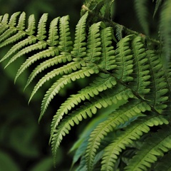 Photo of fern leaf