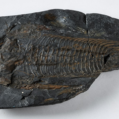 Photo of a black rock containing a 30 cm long trilobite