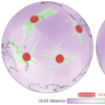 Two maps side by side showing green lines on a purple background. Red dots overlain on the green transects indicate the position of ULVZ
