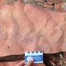 Fossil impressions in rocks from Flinders Ranges