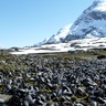 Photo of mussels along shoreline with snow covered mountains in background