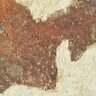 Image of two Cantabrigiaster fezouataensis fossils 