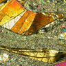 Microphotograph of mantle xenolith, showing large 'wavy' orthopyroxene which has been sheared. 