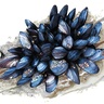 Mussels could 'tough out' climate change