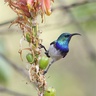 Perched for take-off