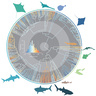 Research shows what it takes to be a giant shark