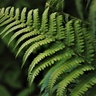 Photo of fern leaf