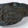 Photo of a black rock containing a 30 cm long trilobite