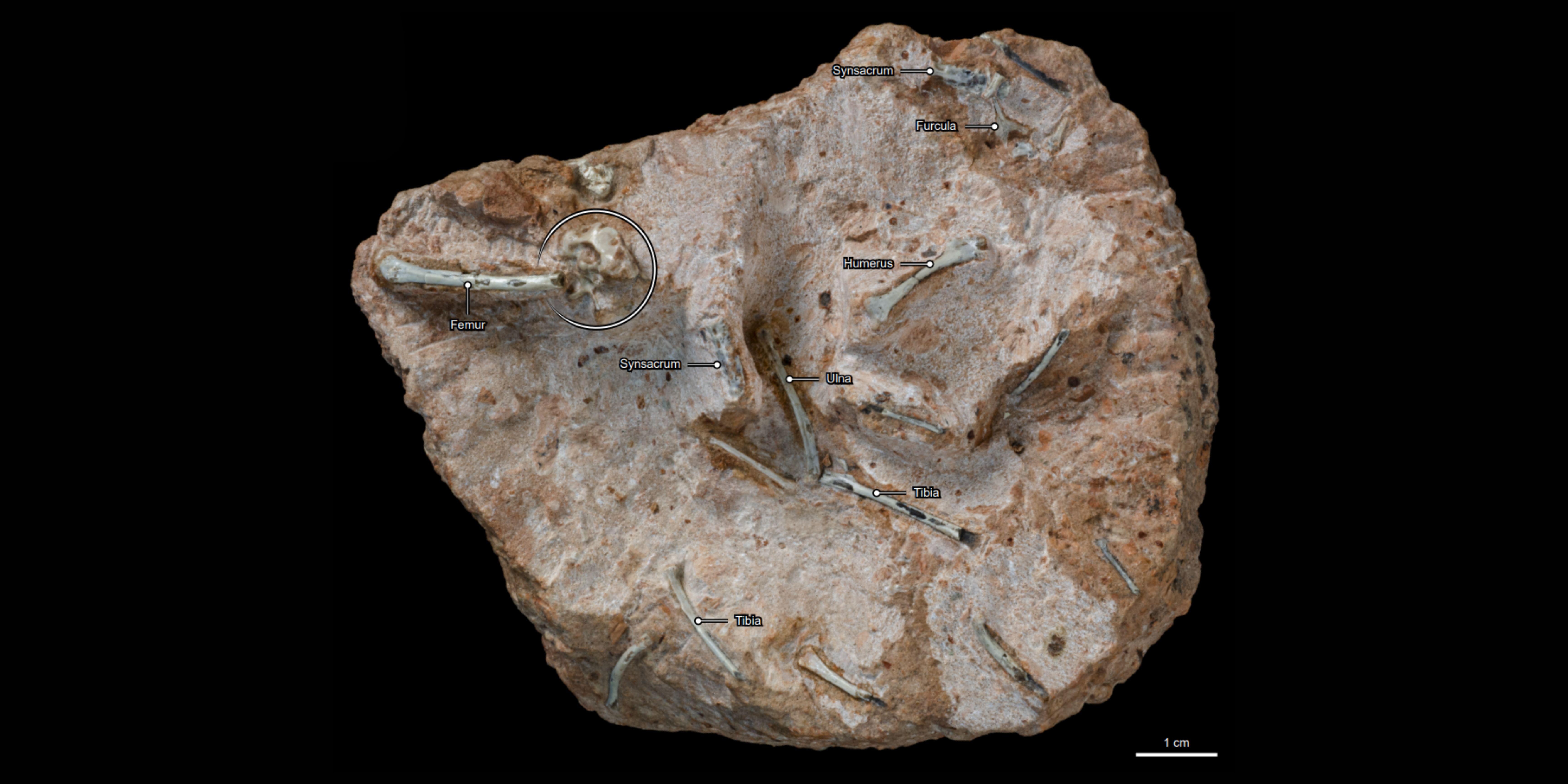 Close up of fossil showing bird brain case