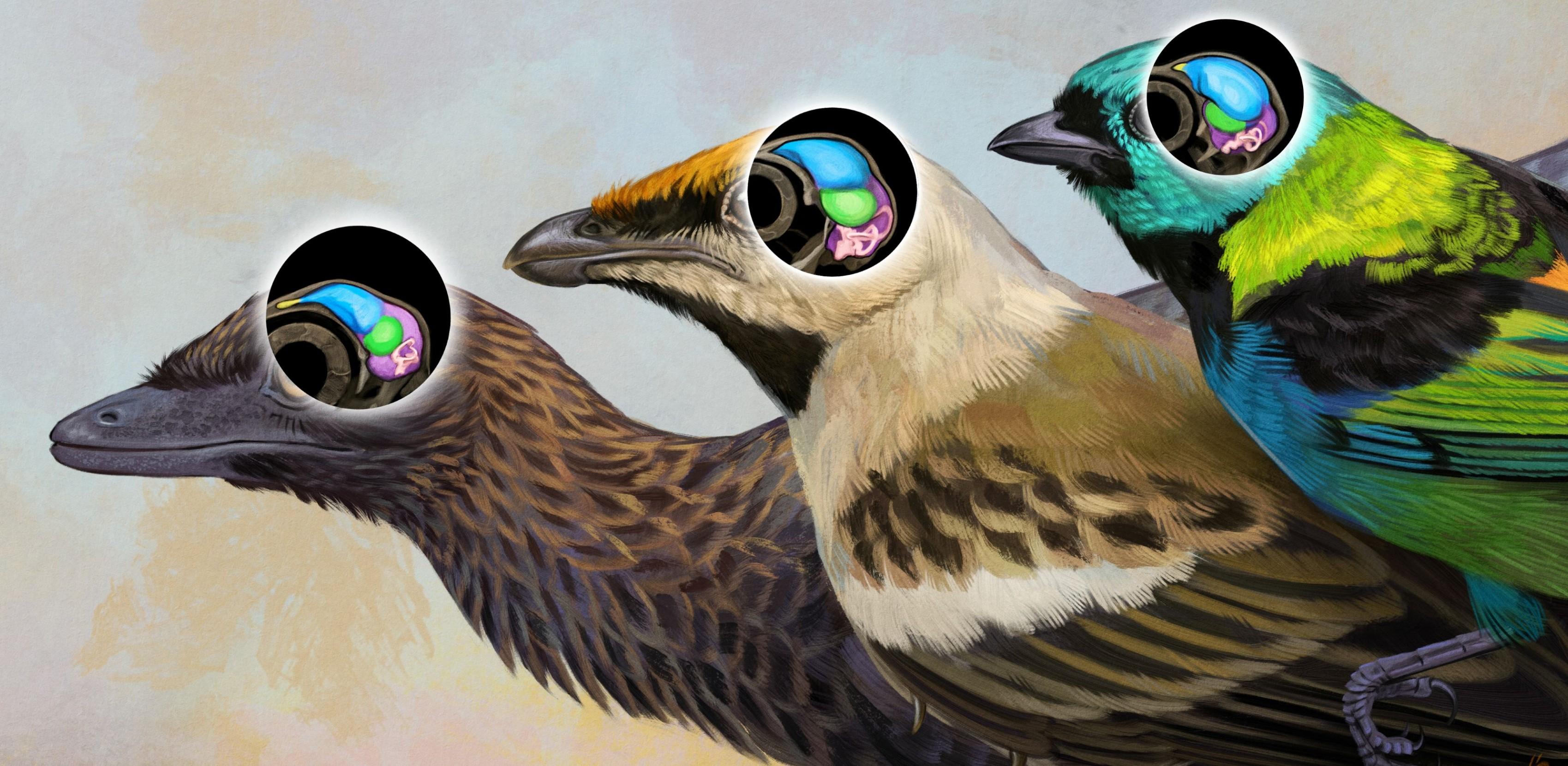 Archaeopteryx, Navaornis and Tangara seledon. CREDIT JÚLIA D’OLIVEIRA