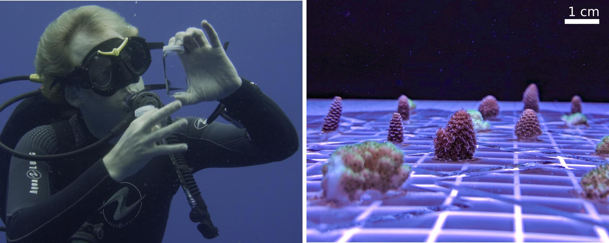 Two photos. On the left a person in scuba gear underwater. On the right are small pieces of coral under UV light