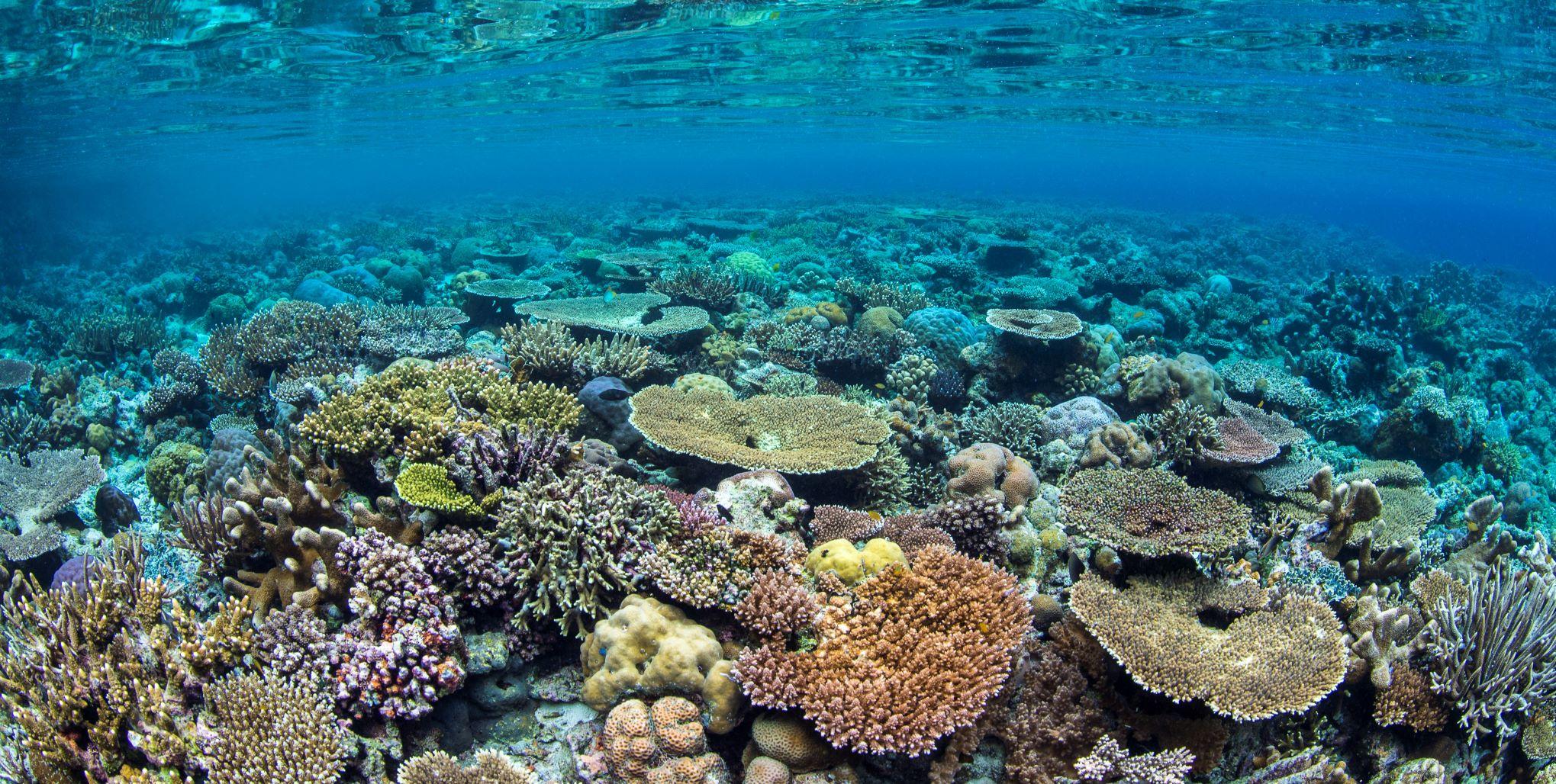 Underwater image of a coral reef